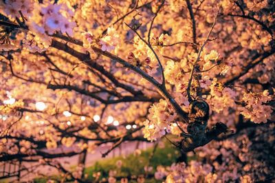 Close-up of cherry blossom tree