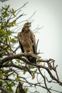 Tawny eagle on twisted branch tilting head