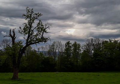 Trees in forest against sky