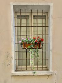 Potted plant on window sill of building