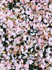 Full frame shot of pink flowering leaves