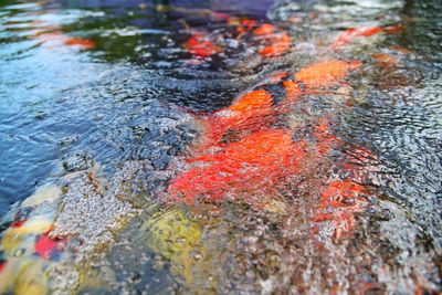 High angle view of koi carps swimming in lake