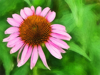 Close-up of pink flower