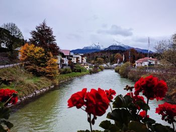 Red flowers growing on riverbank against sky