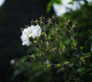 Close-up of flowers blooming on plant