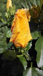 Close-up of yellow flower