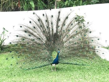 Bird on a field