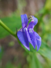 Close-up of purple flowering plant