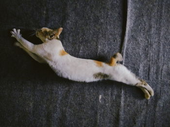 High angle view of cat resting