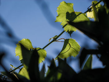 Low angle view of flowering plant against sky