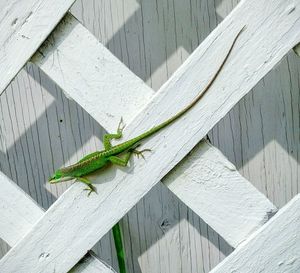 Close-up of lizard on wood