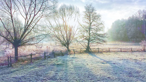 Bare trees on snow covered land against sky