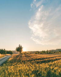 Scenic view of field against sky