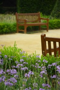 View of flowers on chair