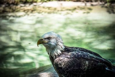 Close-up side view of an eagle