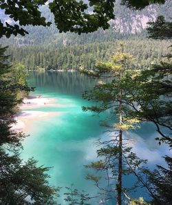 High angle view of trees by lake in forest