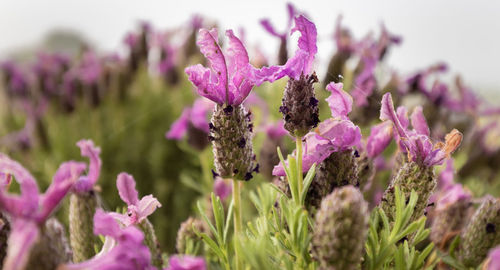 Close-up of pink flowering plants on field