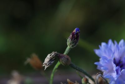 Close-up of purple flowering plant