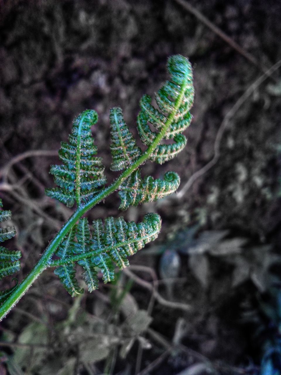 HIGH ANGLE VIEW OF FERN LEAVES