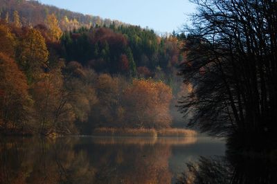 Scenic view of lake in forest during autumn