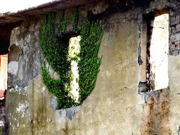 Close-up of ivy on wall