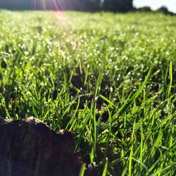 Close-up of wet grass on grassy field