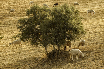 View of sheep grazing in field