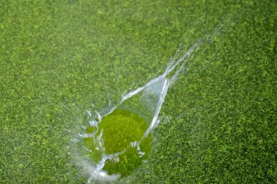 High angle view of fresh green grass in field