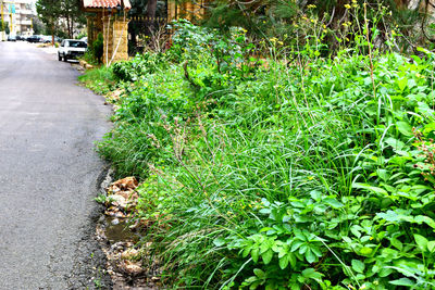 Plants growing in park