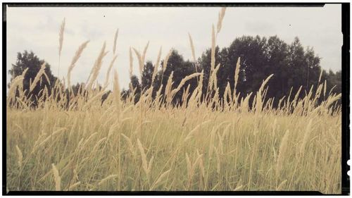 View of field against sky
