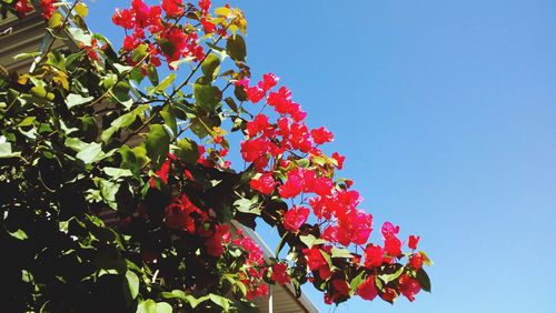 Low angle view of red flowering plant against sky