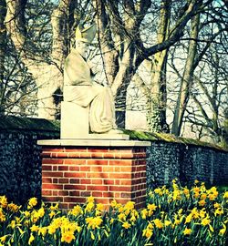 Flowers growing on tree