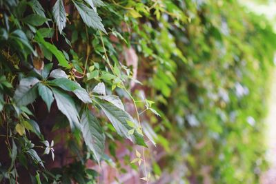 Close-up of fresh green plant