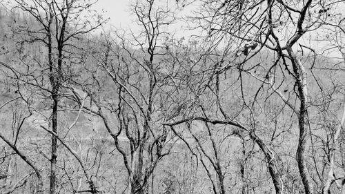 Low angle view of bare tree against clear sky