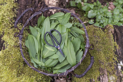 High angle view of plant