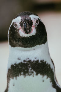 Close-up portrait of a bird