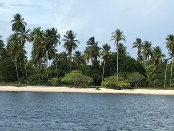 Palm trees by lake against sky