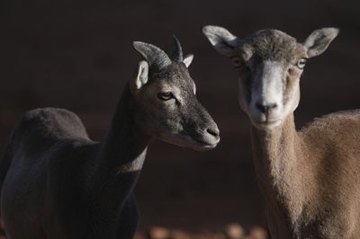 Side view of wild female mouflon sheep standing in natural habitat on sunny day and looking away