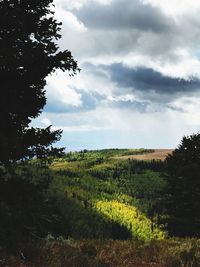 Scenic view of agricultural field against sky