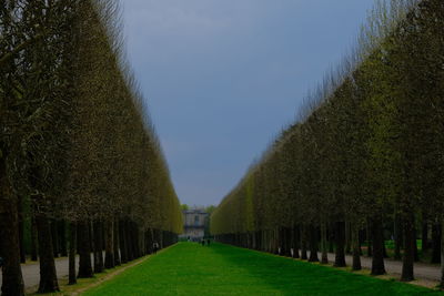 Panoramic shot of trees on field against sky