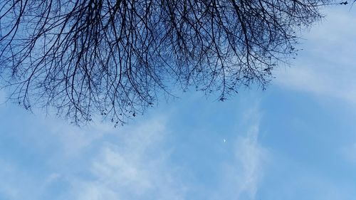 Low angle view of bird on tree against sky