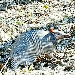 Close-up of cat relaxing on tiled floor