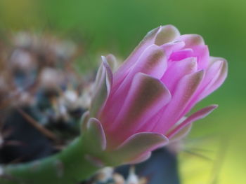 Close-up of pink rose flower