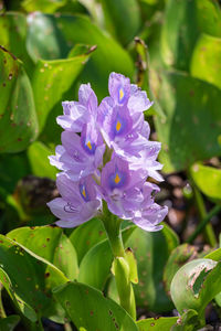 Close-up of purple flowering plant