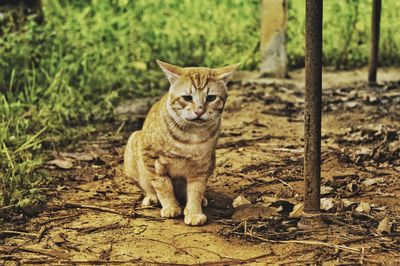 Portrait of cat sitting on field