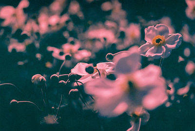 Close-up of pink flowers growing outdoors