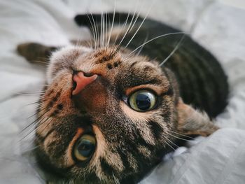 Close-up portrait of a cat