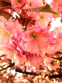 Low angle view of pink flowers blooming on tree