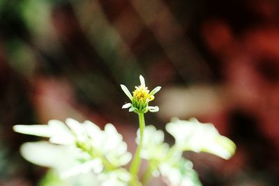 Close-up of flowers blooming outdoors