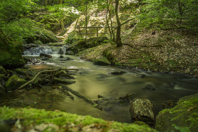 River amidst trees in forest